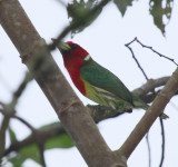 IMG_9492   red headed barbet male.jpg