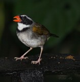 IMG_9840.jpg  Orange-billed sparrow