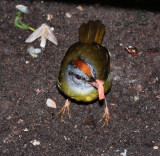 IMG_9945.jpg  Russet-crowned warbler