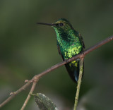 IMG_7972.jpg Western Emerald 