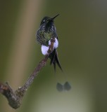 IMG_8176.jpg Booted rackettail 