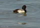 greater scaup