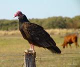 turkey vulture