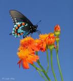 pipevine swallowtail