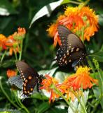 pipevine swallowtails