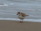 piping plover banded