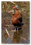 black bellied whistling ducks