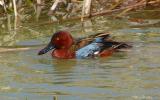 cinnamon teal