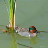 green winged teal male