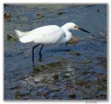 snowy egret