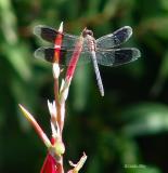 band winged dragonlet