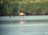 greater flamingo /bayside