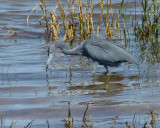 little blue heron