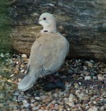 ringed turtle dove