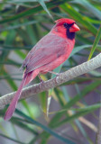 cardinal 