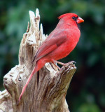 cardinal male