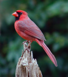 cardinal male 