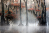 Foggy Bayou