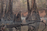 Bayou Bodcau