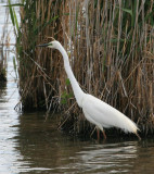 Great Egret (Summer plumage)