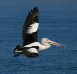 Australian Pelican