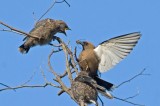 Dusky Woodswallow