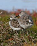 Red-necked Stint & Curlew Sandpiper