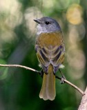 Olive Whistler (male)