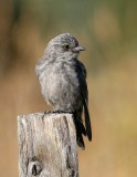 Dusky Woodswallow (juvenile)