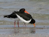 Pied Oystercatcher (parent with juvenile)