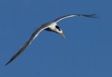 Crested Tern