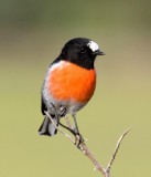 Scarlet Robin