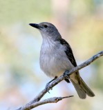 Grey Shrike-thrush