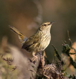 Striated Fieldwren