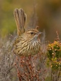 Striated Fieldwren