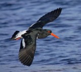 Pied Oystercatcher