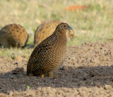 Brown Quail