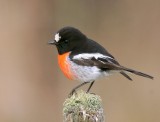 Scarlet Robin