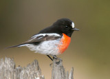 Scarlet Robin