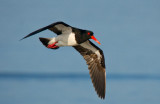 Pied Oystercatcher