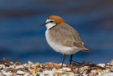 Red-capped Plover