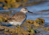 Red Knot