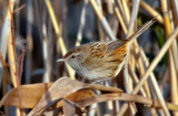 Little Grassbird