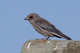 Dusky Woodswallow (juvenile)