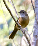Olive Whistler