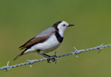 White-fronted Chat