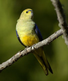 Blue-winged Parrot