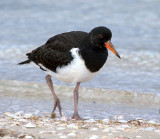 Pied Oystercatcher (just prior to fledging)