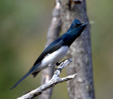 Satin Flycatcher (male)