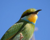 Swallow-Tailed Bee-Eater
